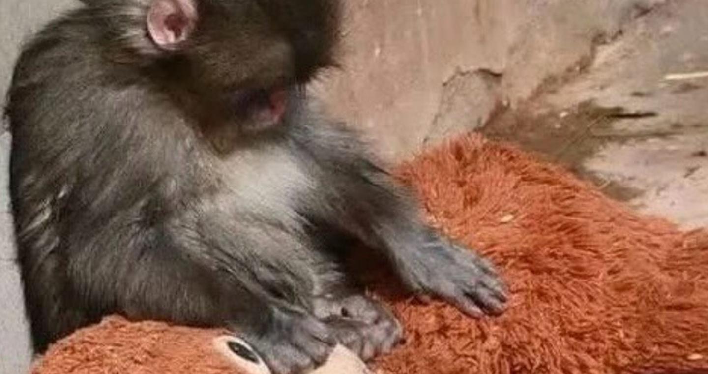 Viral βίντεο: Μικρός πίθηκος κοιμάται αγκαλιά με λούτρινο ουρακοτάγκο, γιατί τον εγκατέλειψε η μητέρα του