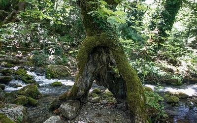 Θρήνος στη Λάρισα: Υλοτόμος καταπλακώθηκε από δέντρο και έχασε τη ζωή του