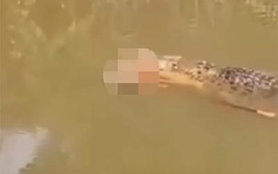 Αποκαλύπτεται ο εφιάλτης στο Άτσεχ: Η στιγμή που κροκόδειλος αναδύεται με το θύμα
