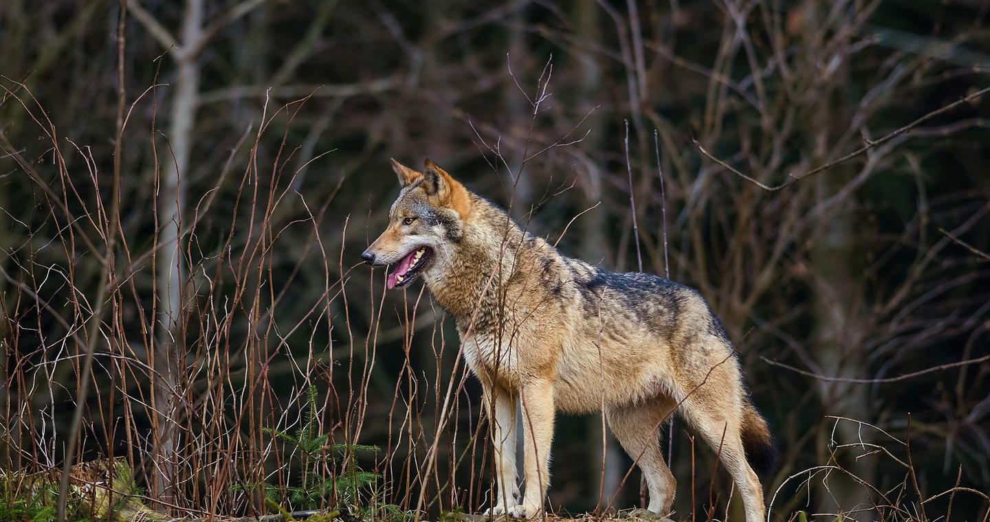 Επίθεση λύκου στην Πάρνηθα: «Μου έσκισε τα ρούχα και με έγδαρε στη μέση», λέει περιπατητής