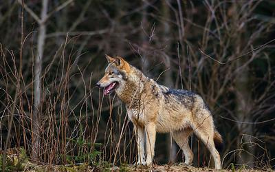 Συγκλονίζει η μαρτυρία δρομέα που δέχθηκε επίθεση από λύκο στην Πάρνηθα
