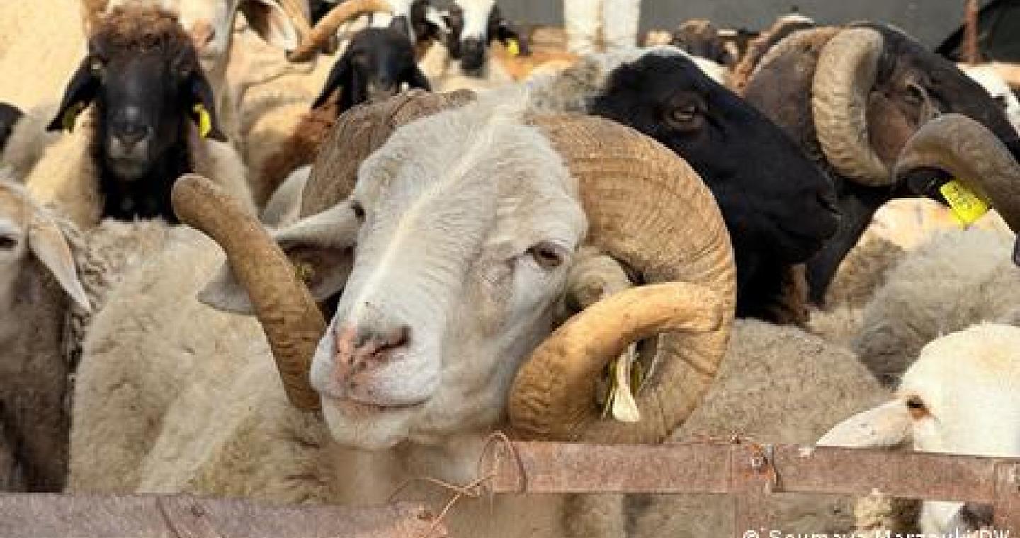 Σε καραντίνα η Κύπρος λόγω αφθώδους πυρετού