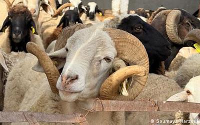 Συναγερμός στην Κύπρο: Στο «κόκκινο» η κτηνοτροφία λόγω του αφθώδους πυρετού