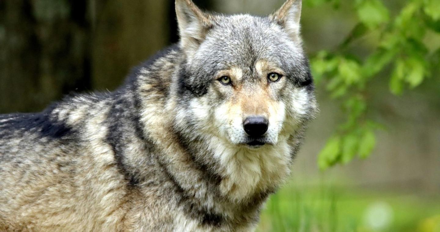 Άδεια για τη θανάτωση 200 λύκων έδωσε η Γαλλία