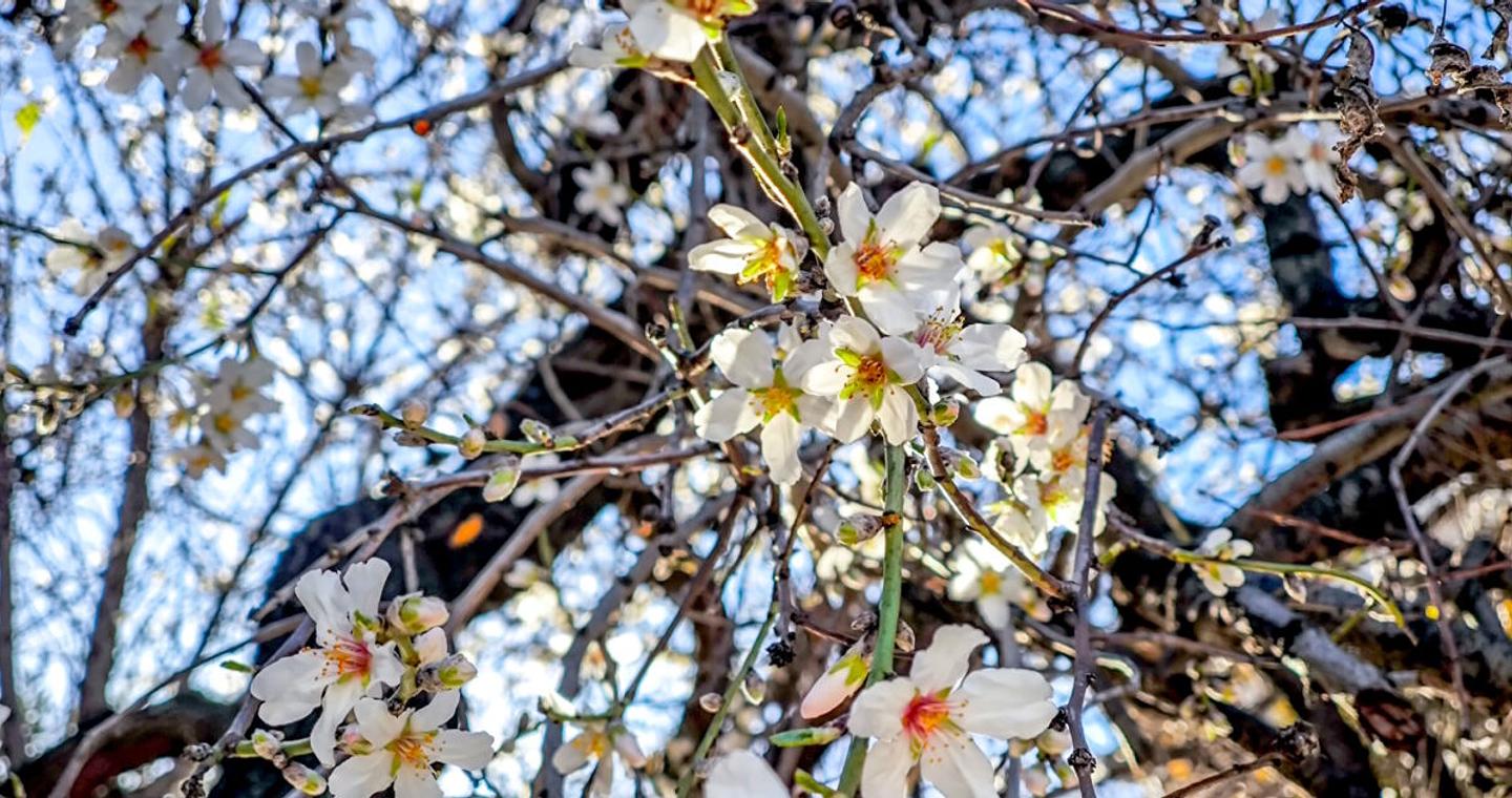 Καιρός - Τσατραφύλλιας: Ο Μάρτης έρχεται και φέρνει την άνοιξη χωρίς ισχυρές βροχές και χιόνια