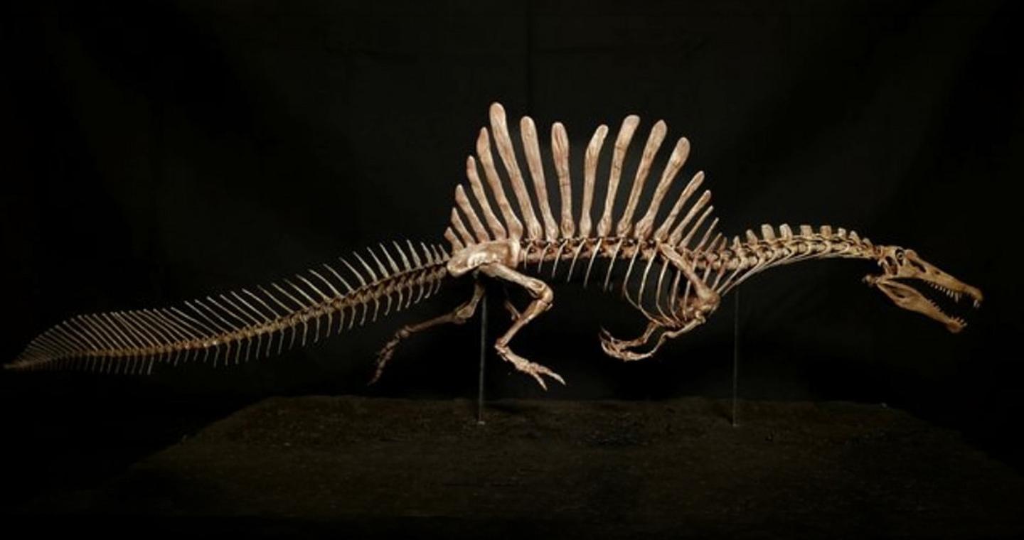 Εντυπωσιακή ανακάλυψη στη Σαχάρα: Απολίθωμα «δράκου» 95 εκατομμυρίων ετών εντυπωσιάζει την επιστημονική κοινότητα