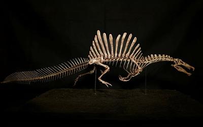 Ο πραγματικός δράκος της Σαχάρας: Το απολίθωμα που αλλάζει την παγκόσμια ιστορία