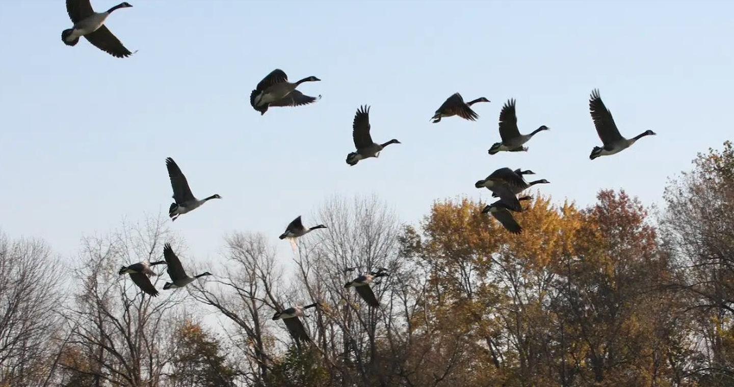 Φόβους για πανδημία από γρίπη των ζώων εκφράζει ο ΠΟΥ