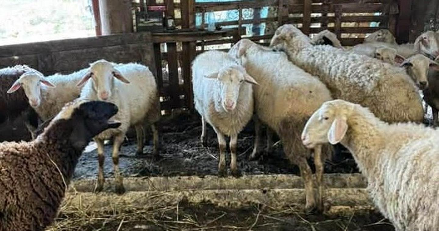 Πρώτο επιβεβαιωμένο κρούσμα ευλογιάς των προβάτων στην Ήπειρο