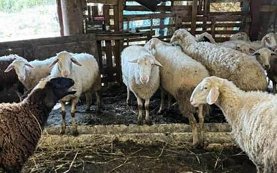 Συναγερμός στην Ήπειρο: Πρώτο επιβεβαιωμένο κρούσμα ευλογιάς προβάτων στην Πάργα