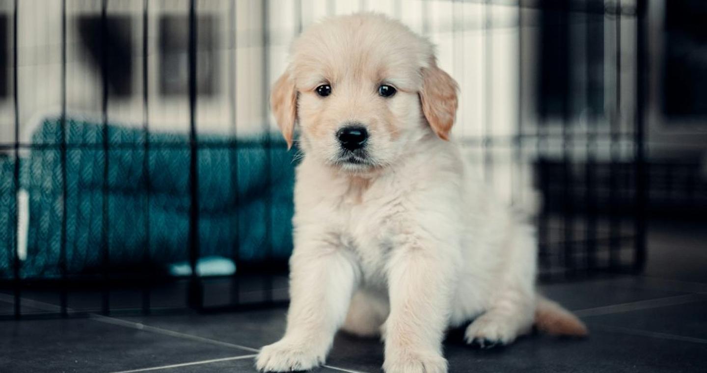 Θεσσαλονίκη: Βαρύ πρόστιμο σε 62χρονο που εγκατέλειψε δύο κουτάβια