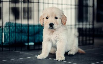 Ακριβά πλήρωσε την εγκατάλειψη κουταβιών 62χρονος: Πρόστιμο 65.300 ευρώ