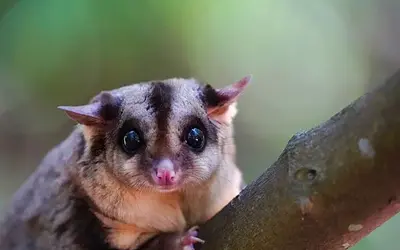 Ανακάλυψη-σταθμός στη Δυτική Παπούα: Επέστρεψαν δύο είδη ζώων μετά από 6.000 χρόνια