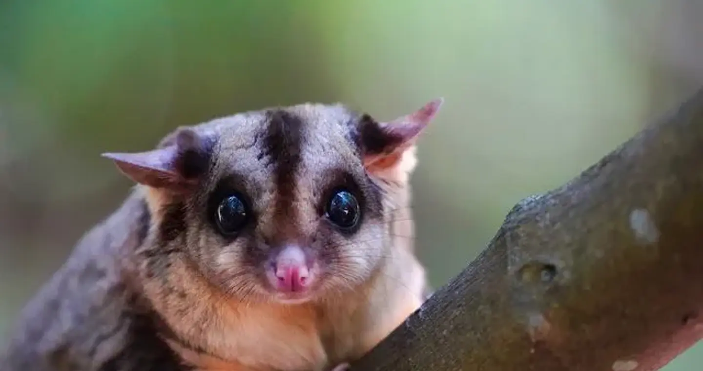 Δύο χαμένα είδη ζώων επανεμφανίζονται μετά από 6.000 χρόνια