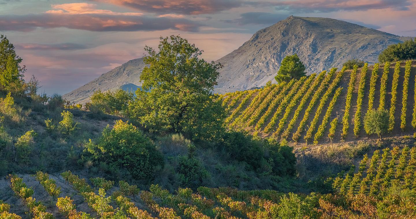 Η κλιματική κρίση αλλάζει τον χάρτη του ελληνικού αμπελιού