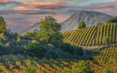 Πού θα πίνουμε κρασί στο μέλλον: Η μεγάλη αλλαγή στους ελληνικούς αμπελώνες