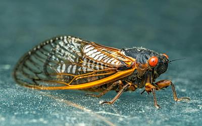 Κλιματική κρίση: Τα έντομα των τροπικών φτάνουν στα όρια της επιβίωσης