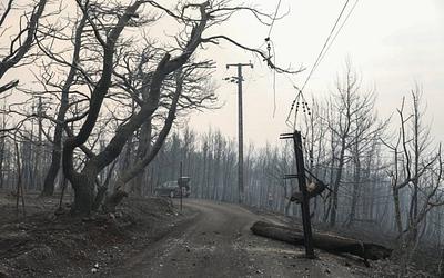 Καμένες εκτάσεις ρεκόρ στην Ελλάδα: Η ανησυχία του Κώστα Λαγουβάρδου