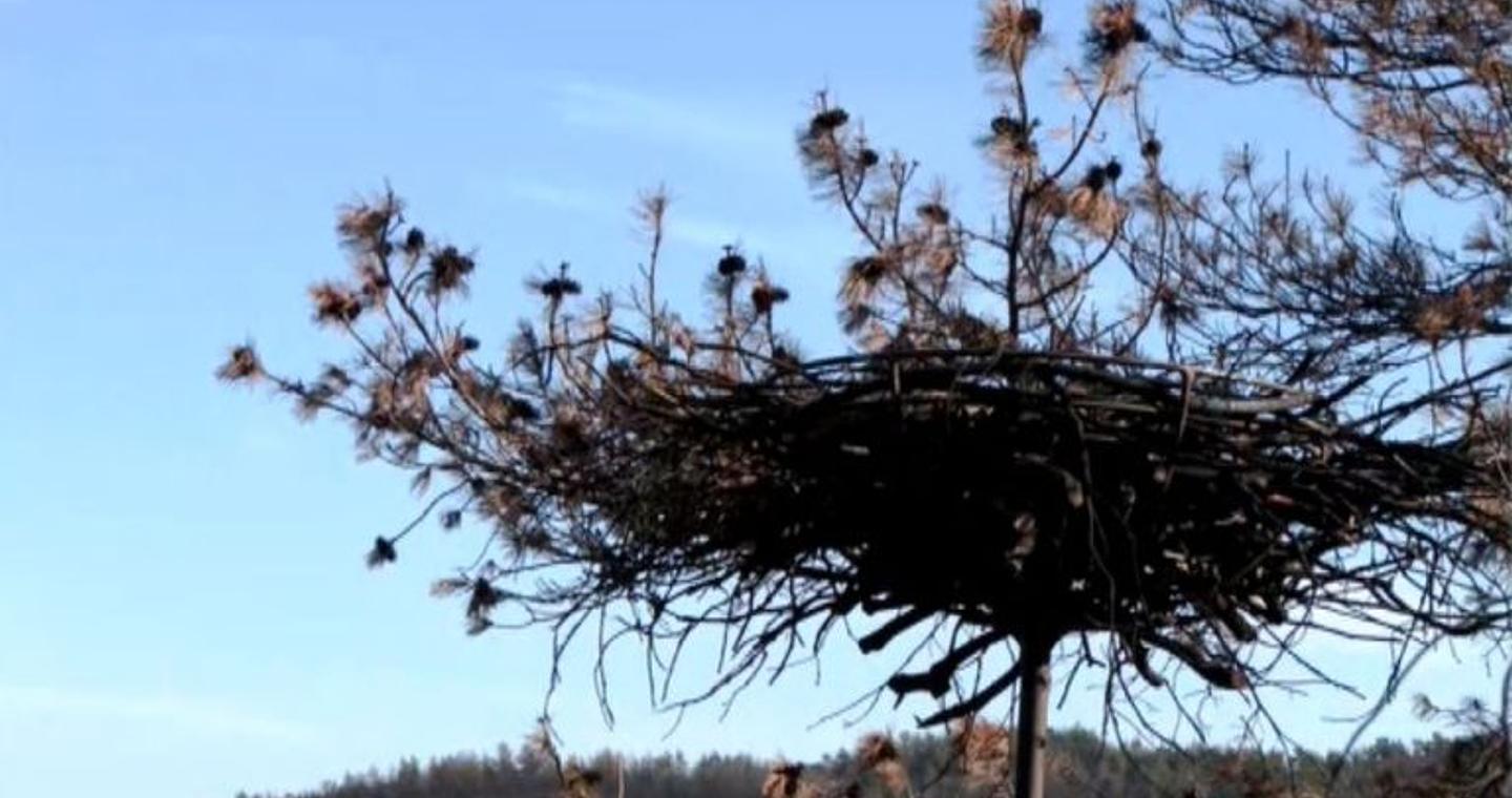 Γεννήθηκαν οι πρώτοι μαυρογύπες στο δάσος  της Δαδιάς