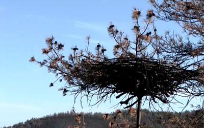 Αναγέννηση στη Δαδιά: Πώς οι μαυρογύπες νίκησαν τις φλόγες και πληθαίνουν